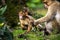 Barabary Macaque