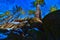 Baraboo quartzite glen rock formations with pine trees towering overhead