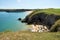 Barafundle Beach,Bay near Stackpole,Pembrokeshire,Wales,U.K