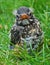 Barak`n Robin: close-up of baby robin with white tufts of hair