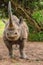 Baraka, the blind Black Rhino (Diceros bicornis) at Ol Pejeta Conservancy, Nanyuki, Kenya