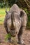 Baraka, the blind Black Rhino (Diceros bicornis) at Ol Pejeta Conservancy, Nanyuki, Kenya