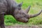 Baraka, the blind Black Rhino (Diceros bicornis) at Ol Pejeta Conservancy, Nanyuki, Kenya