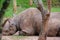 Baraka, the blind Black Rhino & x28;Diceros bicornis& x29; at Ol Pejeta Conservancy, Nanyuki, Kenya