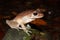 Baram River frog, brown marsh frog, masked rough-sided frog (Pulchrana baramica) in a natural habitat