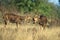 Barashingha Deer or Swamp Deer, cervus duvauceli, Males fighting