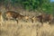 Barashingha Deer or Swamp Deer, cervus duvauceli, Males fighting