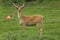 Barashingha Deer or Swamp Deer, cervus duvauceli, Pair