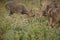 Barasinga deers fighting on the grassland of Kaziranga in Assam