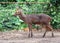 The barasingha also called swamp deer.