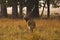 Barasingha, Cervus duvauceli branderi, Kanha National Park, Madhya Pradesh, India.