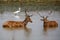 Barasingha deer bucks fighting