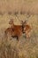 Barasingha deer in the nature habitat in India