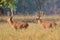 Barasingha deer in the nature habitat in India