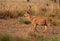 Barasingha deer in the nature habitat in India