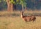 Barasingha deer in the nature habitat in India