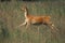 Barasingha Deer or Swamp Deer, cervus duvauceli, Female running