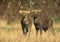 BARASINGHA DEER OR SWAMP DEER cervus duvauceli, PAIR OF MALES STANDING ON DRY GRASS