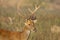 Barasingha Male at Kanha National Park,Madhya Pradesh,India