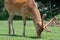 Barasingha rucervus duvaucelii deer