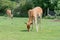 Barasingha rucervus duvaucelii deer