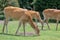 Barasingha rucervus duvaucelii deer