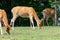 Barasingha (rucervus duvaucelii) deer