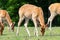 Barasingha (rucervus duvaucelii) deer