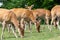 Barasingha (rucervus duvaucelii) deer