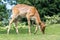 Barasingha (rucervus duvaucelii) deer