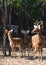 Barasingha swamp deer