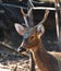 Barasingha swamp deer