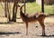 Barasingha swamp deer