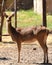 Barasingha swamp deer