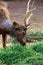 Barasingha swamp deer eating grass at national park