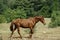 BARB HORSE, ADULT WALKING THROUGH PADDOCK