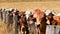 Barb wire fence restraining cows on ranch