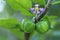 Barbados cherry fruits in tree