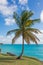 Barbados Coastline with Beautiful Torquise Water and Palm Tree