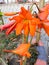 Barbados Lilly and plant Flowers