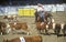 Barbara Old Spanish Days Fiesta rodeo & Stock Hors