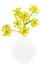 Barbarea vulgaris flowers in the vase
