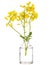 Barbarea winter cress or yellow rocket in a glass vessel on a white background