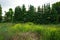 Barbarea, winter cress or yellow rocket, in the meadow. Berlin, Germany