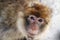 Barbary Ape