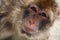 Barbary Ape