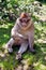 Barbary ape