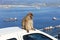 Barbary Ape