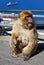 Barbary ape feeding her baby, Gibraltar.