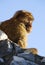 Barbary Ape of Gibraltar